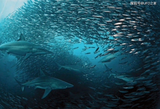 日本陆奥湾海岸大量沙丁鱼搁浅乌鸦盘旋
