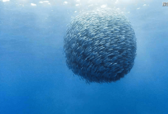 日本陆奥湾海岸大量沙丁鱼搁浅乌鸦盘旋