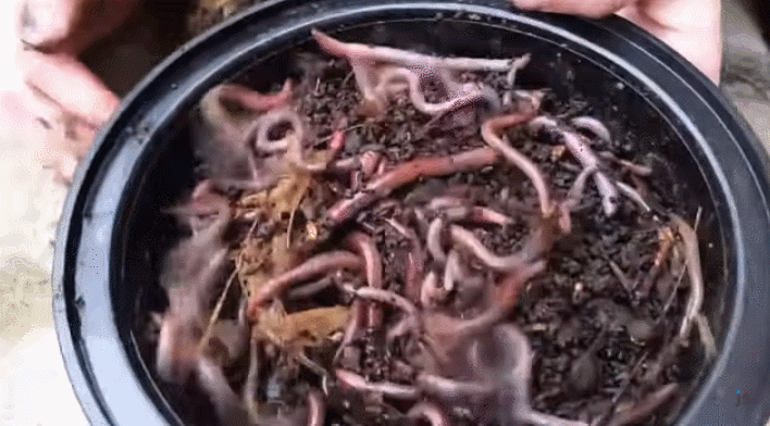 小心！亚洲蚯蚓入侵多伦多 雌雄同体 传播超快