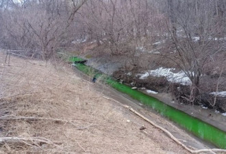 多伦多一河流突然变绿！原因不明!