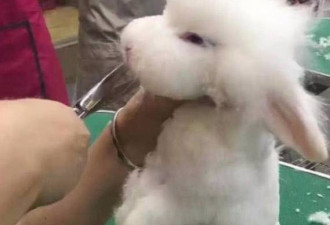 女子带兔子去修毛 剪到一半感觉奇怪