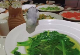 63岁杨丽萍头顶小飞鸟与友聚餐惹争议！
