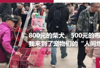 宠物的炼狱：800元的柴犬、500元的猫