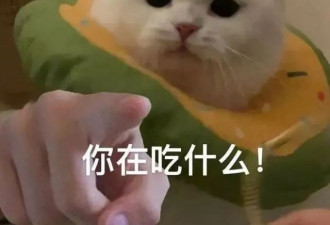 铲屎官觉醒 今年竟是低温烘焙粮的元年
