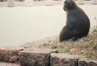 这只猴流浪南京20多天上热搜 网警发话了