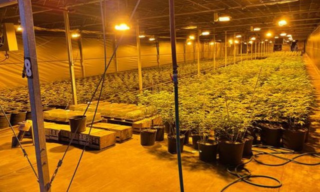 A large room filled with cannabis plants