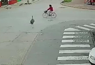 监控实拍:鸵鸟逃走 街头疾驰 将骑车女子撞倒