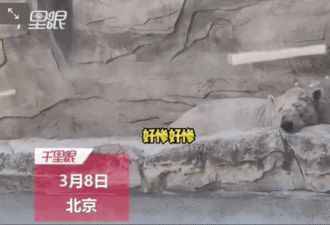 北京动物园怕北极熊着凉 把水抽干了