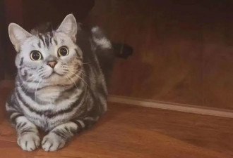 疫情下宠物主人的恶梦：我的猫被扑杀了