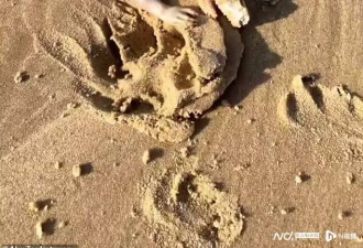 澳洲海滩惊现带爪长尾“外星动物” 吓坏当地人