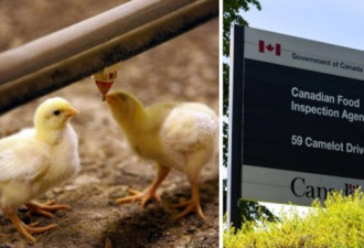 安省第三家农场发现禽流感病毒