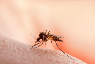 世卫组织：蚊虫或导致下一次病毒大流行风险