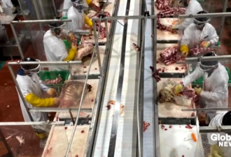 吃不起牛肉！加拿大肉类工厂被起诉！