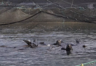 海狮群闯温哥华三文鱼养殖场 天天敞吃自助餐
