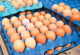 美国禽流感爆发蛋鸡大量死亡，蛋价飞涨！
