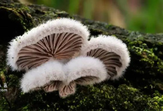 蘑菇会说话? 英国科学家的研究 脑洞堪比童话