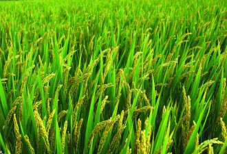 中媒：清零阻春耕 玉米缺口2千万吨