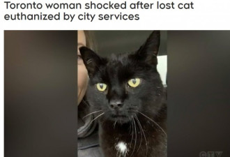 多伦多女子震惊：猫失踪5天后被市政府安乐死了