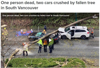 大树倒下压死一司机毁两车