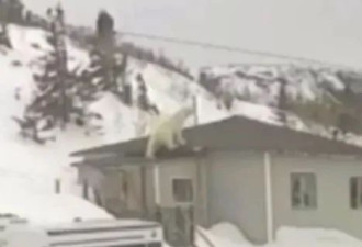 什么情况？加拿大一北极熊爬上民居屋顶