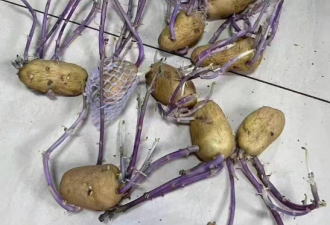 上海配给的土豆骇人发紫色芽就要开花