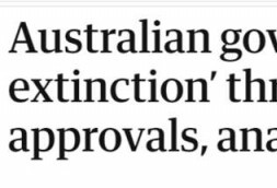 澳洲:考拉30年内灭绝 将封存考拉血脉