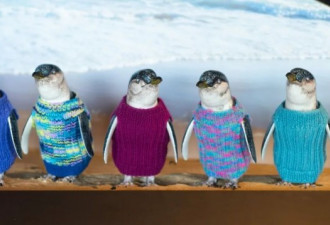 防止企鹅被冻死 开始给它们织毛衣了