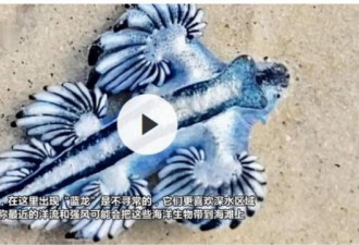 美得州海滩上出现罕见“蓝龙”有毒