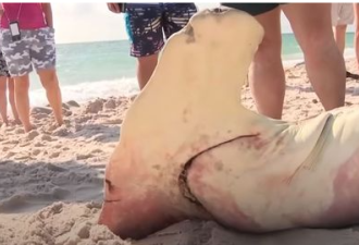 226公斤鲨鱼横死沙滩 解剖后众人泪崩