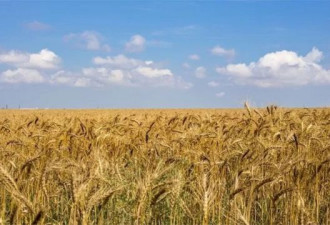 从小麦到金属，俄乌两国出口四大战略物资