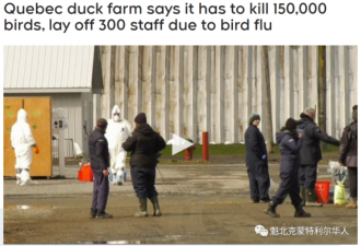魁省养鸭场爆发禽流感被迫宰杀15万只