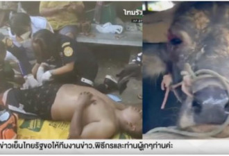 泰国男试图劝架斗殴水牛 “惨遭爆蛋”
