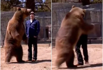 美著名灰熊“看错指令”失控杀死驯兽师