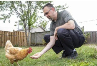 约克区小镇：允许后院饲养鸡只最多4只