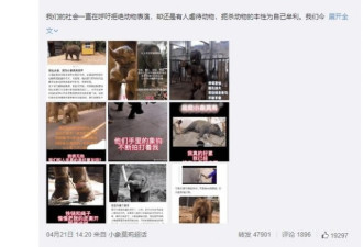 陈乔恩为小象发声 呼吁大家拒绝动物表演