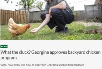 约克区小镇允许后院养鸡