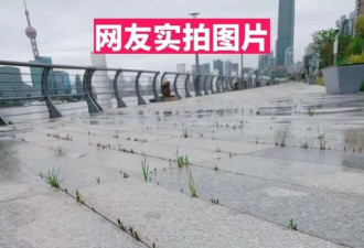 网友辟谣《上海辟谣》：外滩真的长草了