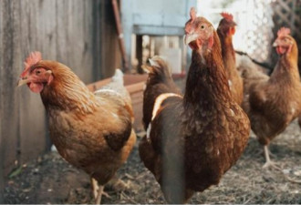 中国惊现全球首例人类染H3N8禽流感