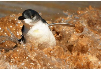 澳洲惊现20只无头企鹅被集体冲上岸