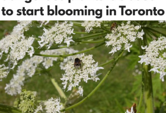 加拿大最危险植物又要滋长 家周围发现怎么办