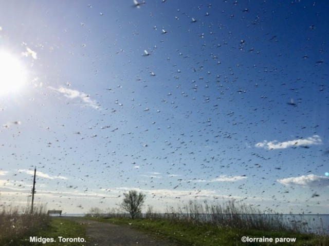 Midges 2/LorraineParow/Toronto