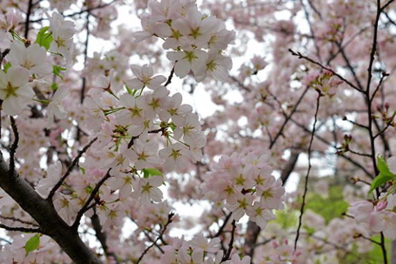 cherry blossoms robarts
