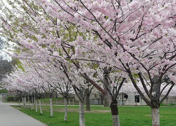 cherry blossoms robarts