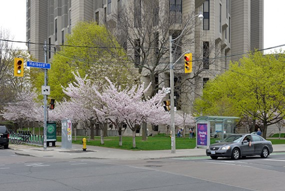 cherry blossoms robarts