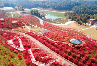中国重庆一景区走红 千亩红枫林美如幻境