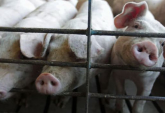 温尼伯四月暴风雪致使上千头猪死亡！