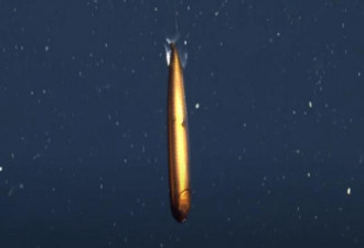 罕见深海龙鱼浑身金属光现踪 30年也只见过4次