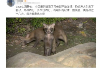 城市里的动物世界：上海貉帮