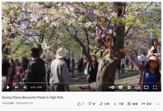 【视频】多伦多HighPark万人涌入 不雅赏樱流出