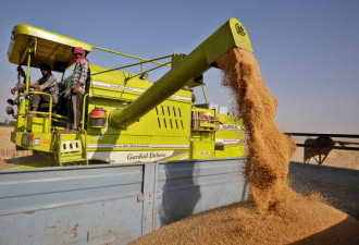 印度禁小麦出口，乌俄战争加剧困境，粮食告急